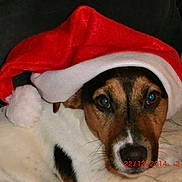 Snoopy participe au concours pour gagner de l'argent avec cette photo : dog, santa_hat, christmas, holiday, festive, pet, portrait, close_up, brown_and_white, floppy_ears, blue_eyes, nose, whiskers, couch, indoor, cozy, red, white, date_stamp, photograph
