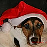 dog, santa_hat, christmas, holiday, festive, pet, portrait, close_up, brown_and_white, floppy_ears, blue_eyes, nose, whiskers, couch, indoor, cozy, red, white, date_stamp, photograph