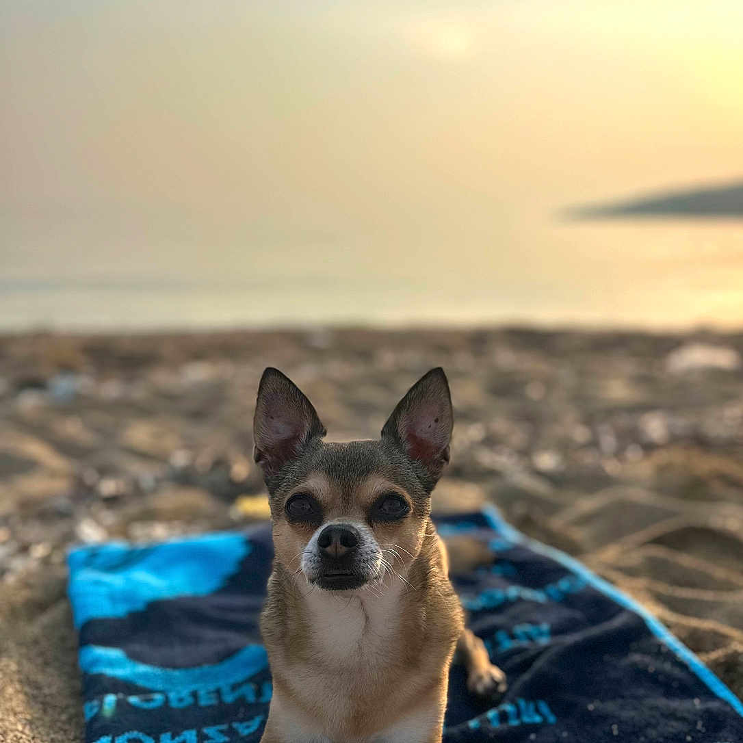 Nas participe au concours pour gagner de l'argent avec cette photo : animal, beach, canine, dog, ears_up, focus, looking_at_camera, lying_down, nature, outdoor, pet, portrait, relaxing, sand, sandy, small_dog, sunlight, sunset, towel, water