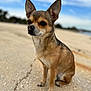 Nas a rejoint le concours — aidez-le/la à gagner de superbes lots ! alone, animal, blue_sky, blurred_background, calm, canine, chihuahua, concrete, cracked_surface, daytime, dog, ears, fur, nature, outdoor, paws, pet, sitting, sky, small_dog