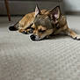 Nas a rejoint le concours — aidez-le/la à gagner de superbes lots ! animal, blurred_background, brown_dog, carpet, close_up, cozy, cute, dog, ears, floor, fur, home, indoor, peaceful, pet, quiet, relaxed, resting, sleeping, small_dog