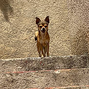 Nas a rejoint le concours — aidez-le/la à gagner de superbes lots ! animal, brown, cute, daytime, dog, ears, guarding, happy, outdoor, pet, shadow, small_dog, stairs, standing, stone, sunlight, tail, texture, tongue, wall