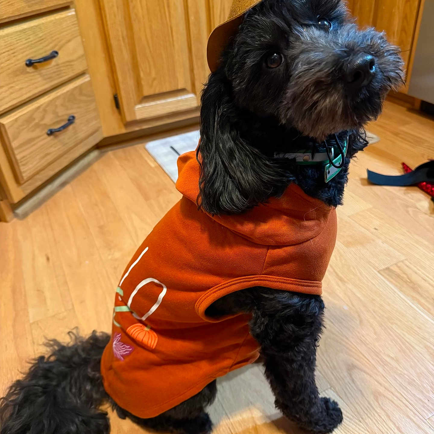 Oliver is registered to the contest to win money with this photo: animal, black_dog, cabinet, clothing, companion, cute, dog, domestic_animal, floor, fur, hat, hoodie, indoor, kitchen, looking_back, pet, pet_accessory, portrait, sitting, wooden_floor