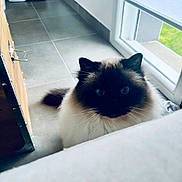 Tokyo a rejoint le concours — aidez-le/la à gagner de superbes lots ! animal, black_face, blue_eyes, cat, close_up, curious, domestic, feline, floor, fluffy, home, indoor, natural_light, pet, sitting, tile_floor, whiskers, white_fur, window, wooden_chest