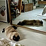 animal, bedspread, cat, chest, cozy, decor, floor, fluffy, furniture, home, indoor, mirror, ornate_frame, potted_plant, quiet, reflection, relaxing, resting, soft_light, wooden_floor