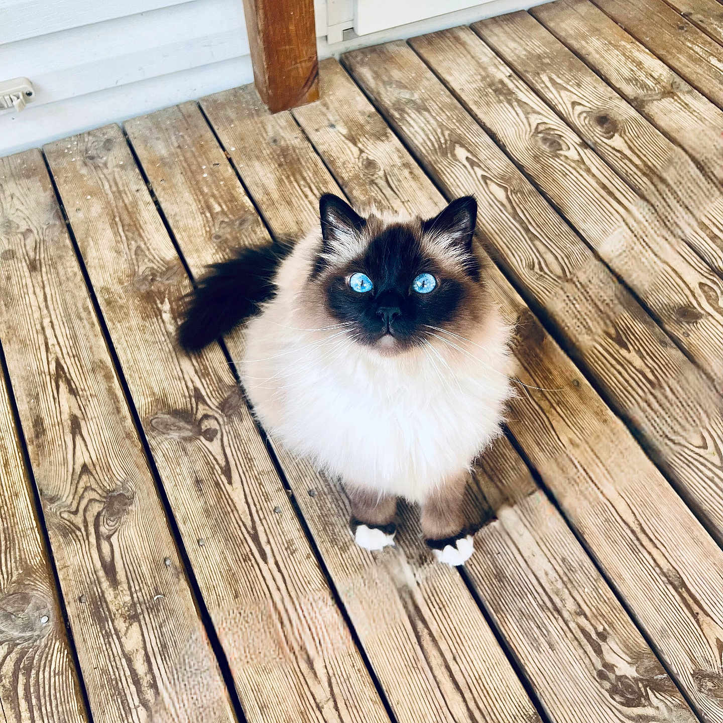 Tokyo participe au concours pour gagner de l'argent avec cette photo : animal, blue_eyes, brown_and_white, cat, cute, domestic_animal, door, ears, feline, fluffy, fur, looking_up, nature, outdoor, pet, planks, tail, whiskers, wood, wooden_deck