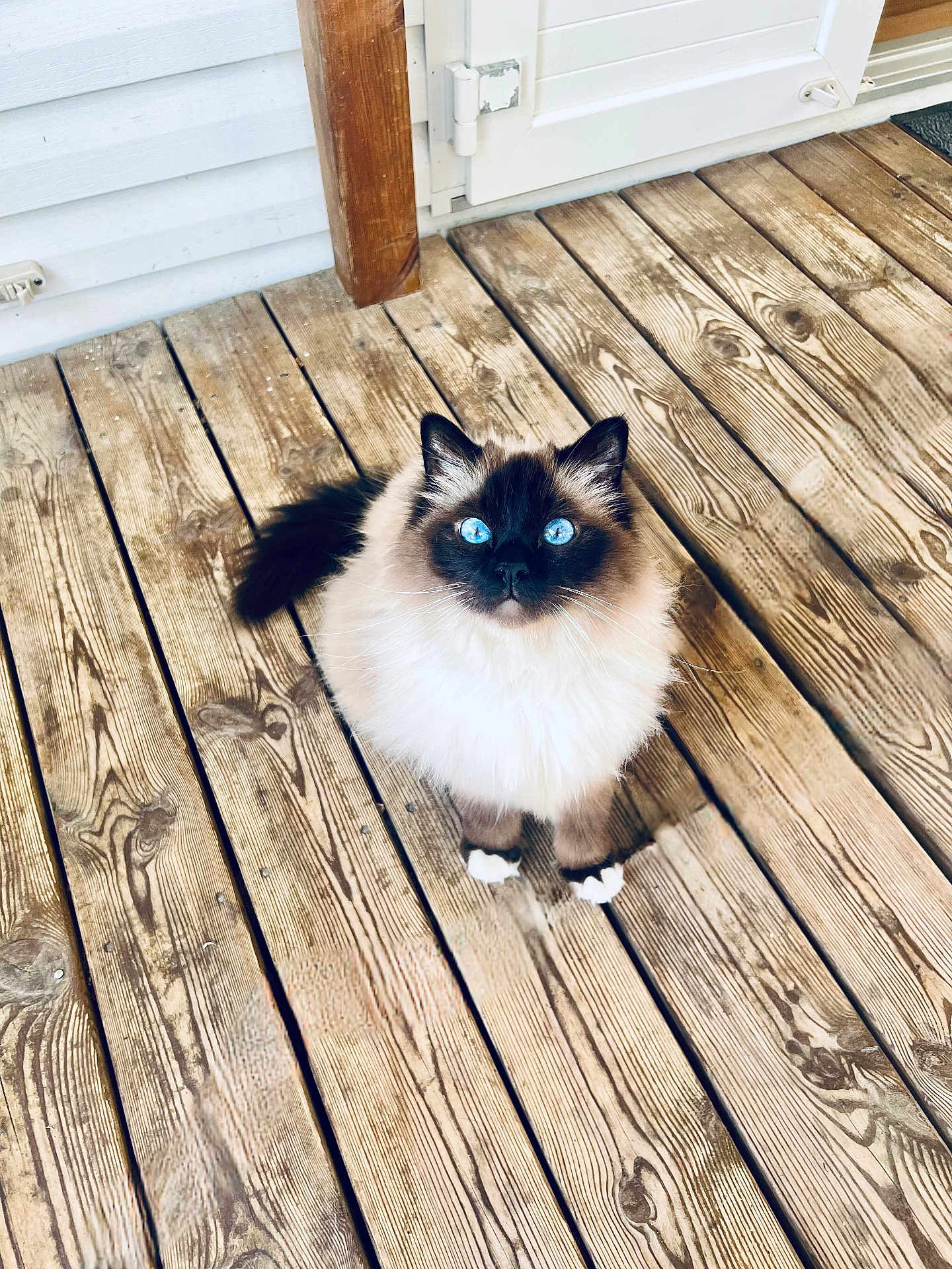 Tokyo participe au concours pour gagner de l'argent avec cette photo : animal, blue_eyes, brown_and_white, cat, cute, domestic_animal, door, ears, feline, fluffy, fur, looking_up, nature, outdoor, pet, planks, tail, whiskers, wood, wooden_deck