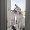 cat, window, cushion, curtains, pet, indoor, white_cat, tabby, head_tilt, open_mouth, curious, feline, collar, daylight, home, cozy, sitting, looking, animal, domestic