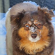 Zoe'E joined the competition — help win amazing prizes! animal, blue_eyes, brown, canine, closeup, cold, cute, dog, face, fluffy, frozen, fur, heterochromia, nature, outdoor, pet, portrait, serious, snow, winter