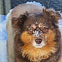 animal, blue_eyes, brown, canine, closeup, cold, cute, dog, face, fluffy, frozen, fur, heterochromia, nature, outdoor, pet, portrait, serious, snow, winter