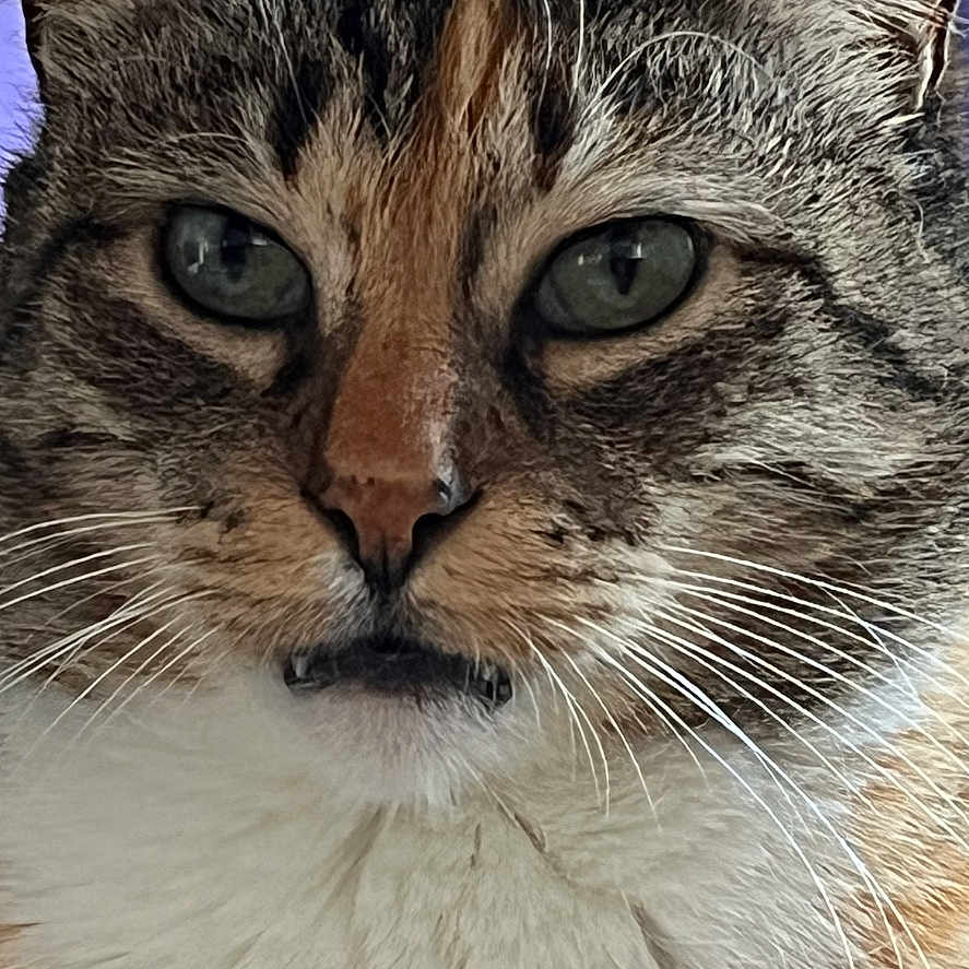 Zéllie