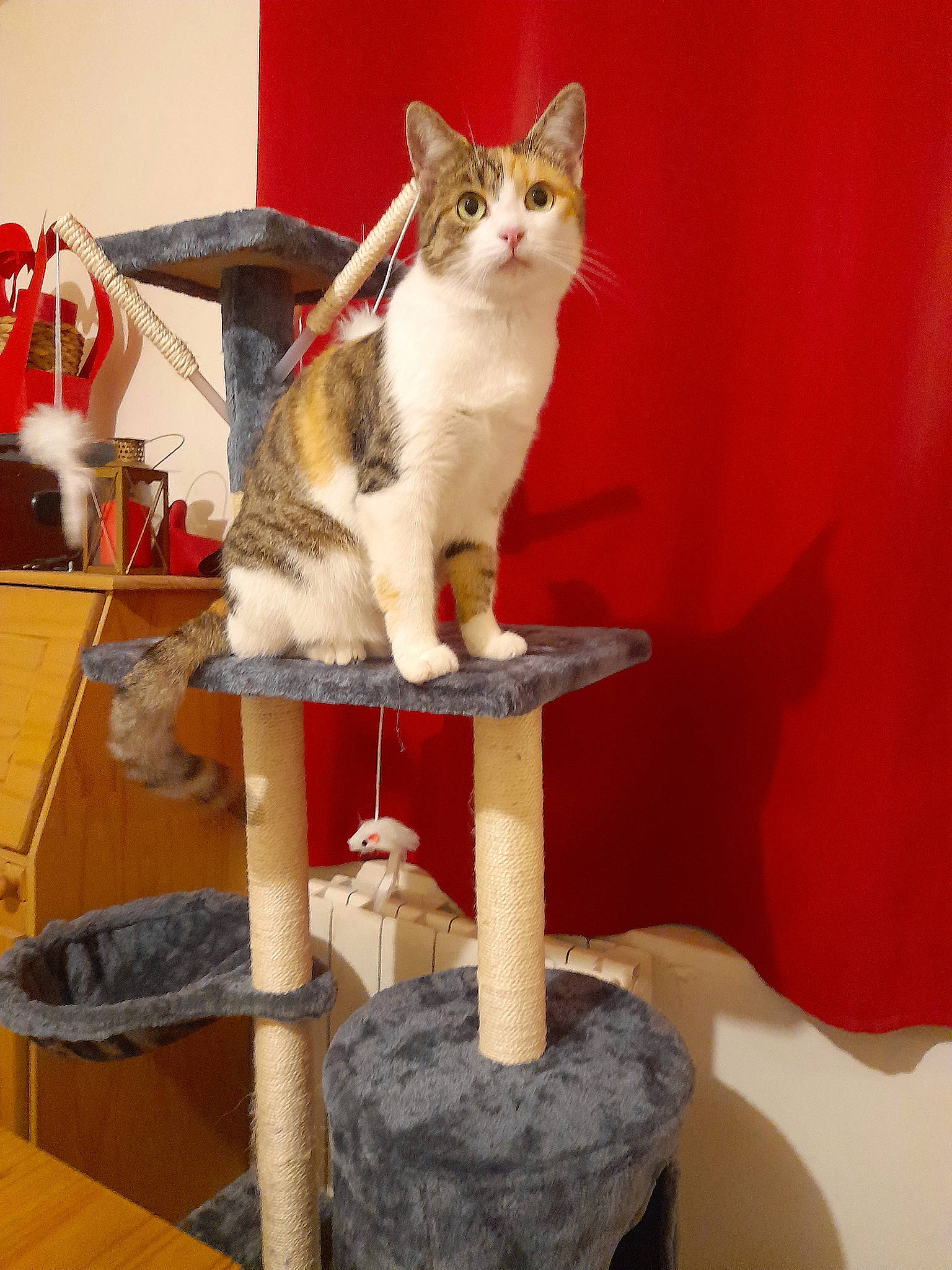 Youky participe au concours pour gagner de l'argent avec cette photo : art, balance, carnivore, cat, cat_supply, domestic_short_haired_cat, fawn, felidae, flooring, fur, pet_supply, room, shelf, small_to_medium_sized_cats, tail, whiskers, wood