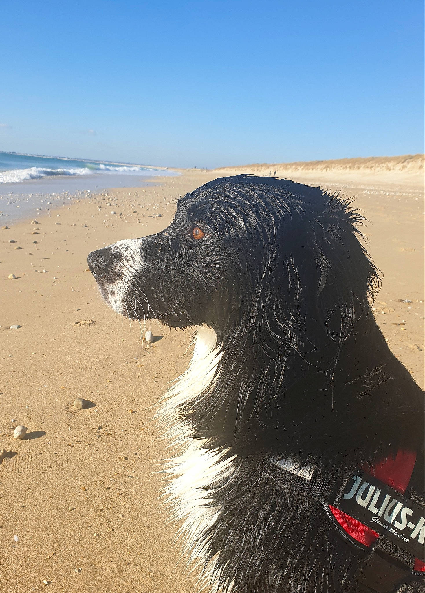 Pablo a rejoint le concours — aidez-le/la à gagner de superbes lots ! beach, canidae, carnivore, coast, companion_dog, dog, dog_breed, fur, horizon, landscape, ocean, sand, sky, sporting_group, water, wave, wind_wave, working_dog