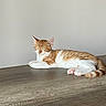 Miel a rejoint le concours — aidez-le/la à gagner de superbes lots ! cat, ginger_cat, white_cat, sleeping_cat, pet, animal, feline, relaxed, indoor, wooden_surface, floor, paw, tail, ear, whiskers, quiet, calm, domestic_animal, resting, cozy
