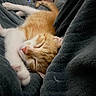 Miel participe au concours pour gagner de l'argent avec cette photo : kitten, cat, sleeping, orange_cat, white_cat, blanket, cozy, soft, fur, cute, pet, domestic_cat, resting, indoor, animal, whiskers, closeup, relaxing, nap, feline