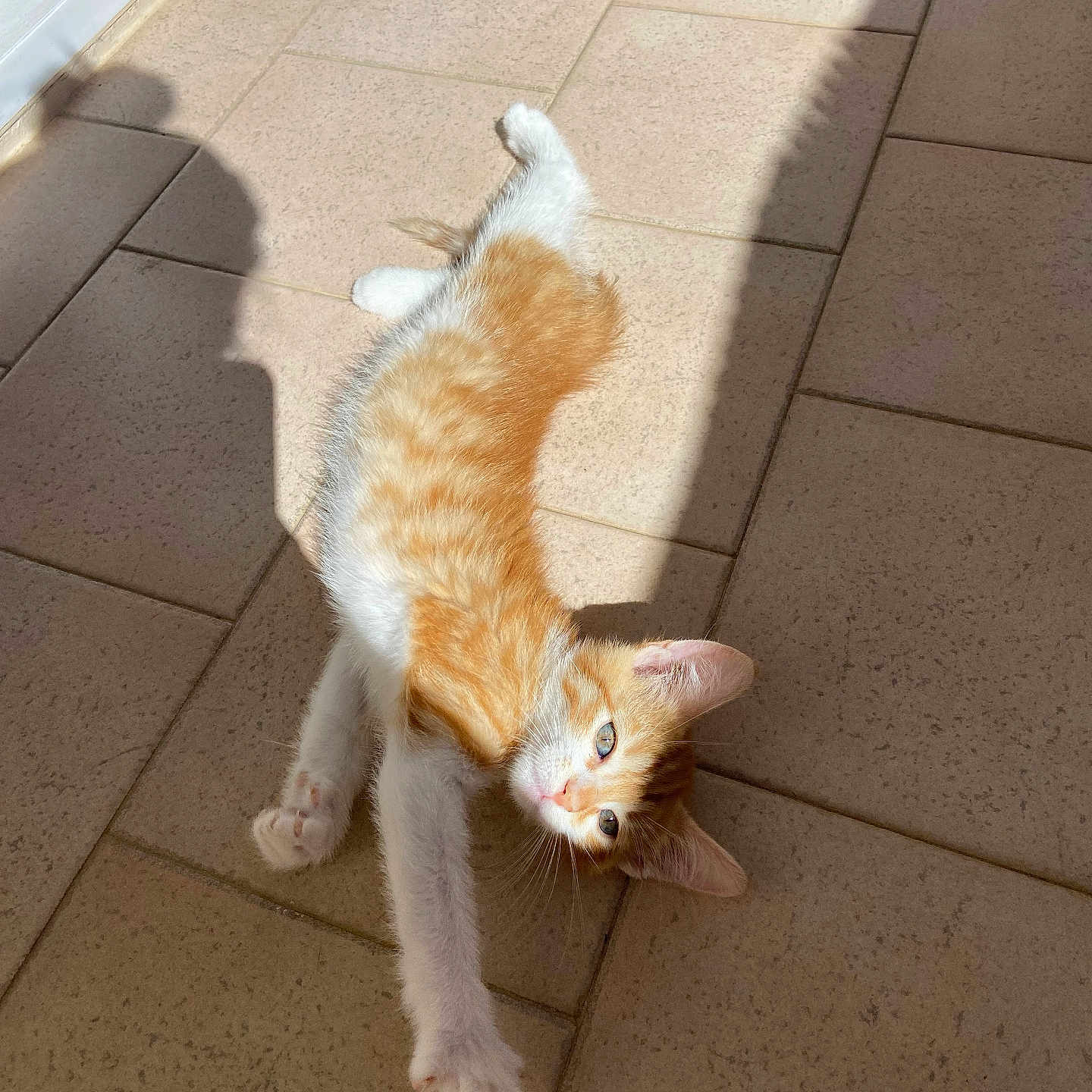 Miel participe au concours pour gagner de l'argent avec cette photo : kitten, cat, orange_cat, white_cat, sunlight, shadow, stretching, floor, tiles, pet, animal, cute, young_cat, outdoor, daylight, whiskers, paws, relaxed, curious, feline