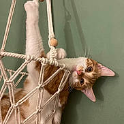 Miel a rejoint le concours — aidez-le/la à gagner de superbes lots ! cat, orange_cat, white_cat, macrame, hammock, rope, pet, animal, indoor, curious, playful, feline, whiskers, ears, claws, paws, upside_down, green_wall, domestic_cat, cute