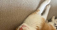 Miel a rejoint le concours — aidez-le/la à gagner de superbes lots ! kitten, cat, sleeping, nap, couch, furniture, arm, resting, ginger, white, fur, cozy, indoor, pet, relaxing, closeup, comfort, texture, human, soft_light