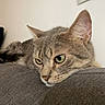 cat, tabby, green_eyes, couch, gray, indoor, pet, feline, resting, relaxed, close_up, fur, whiskers, ears, animal, domestic, household, portrait, lazy, comfortable