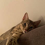 Pumba participe au concours pour gagner de l'argent avec cette photo : cat, tabby, feline, pet, indoor, couch, relaxing, paw, curious, eyes, fur, whiskers, closeup, animal, cute, mammal, resting, home, cozy, stretching