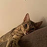 cat, tabby, feline, pet, indoor, couch, relaxing, paw, curious, eyes, fur, whiskers, closeup, animal, cute, mammal, resting, home, cozy, stretching