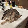 cat, tabby_cat, sink, bathroom, faucet, mirror, soap_dispenser, brush, domestic, pet, relaxed, curious, gray_cat, tile_wall, cabinet, countertop, indoor, animal, fur, whiskers