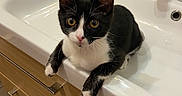 Yuki a rejoint le concours — aidez-le/la à gagner de superbes lots ! kitten, cat, sink, bathroom, toothbrush, toothpaste, soap_dispenser, black_and_white, curious, pets, domestic_animal, feline, wide_eyes, paws, countertop, tiles, wooden_cabinet, indoor, young_animal, pet