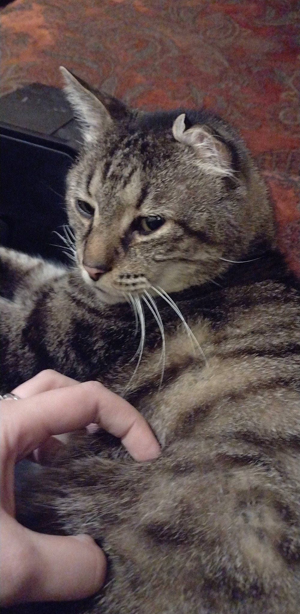 Hawkeye joined the competition — help win amazing prizes! carnivore, cat, claw, domestic_short_haired_cat, eye, felidae, fur, gesture, grass, paw, photo_caption, small_to_medium_sized_cats, snout, terrestrial_animal, tree, whiskers, wildlife, window