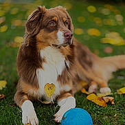 Argos a rejoint le concours — aidez-le/la à gagner de superbes lots ! dog, brown_dog, white_paws, blue_ball, grass, autumn_leaves, outdoor, pet, animal, playing, lawn, fall, nature, canine, resting, toy, fur, mammal, looking_away, daytime