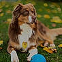 dog, brown_dog, white_paws, blue_ball, grass, autumn_leaves, outdoor, pet, animal, playing, lawn, fall, nature, canine, resting, toy, fur, mammal, looking_away, daytime