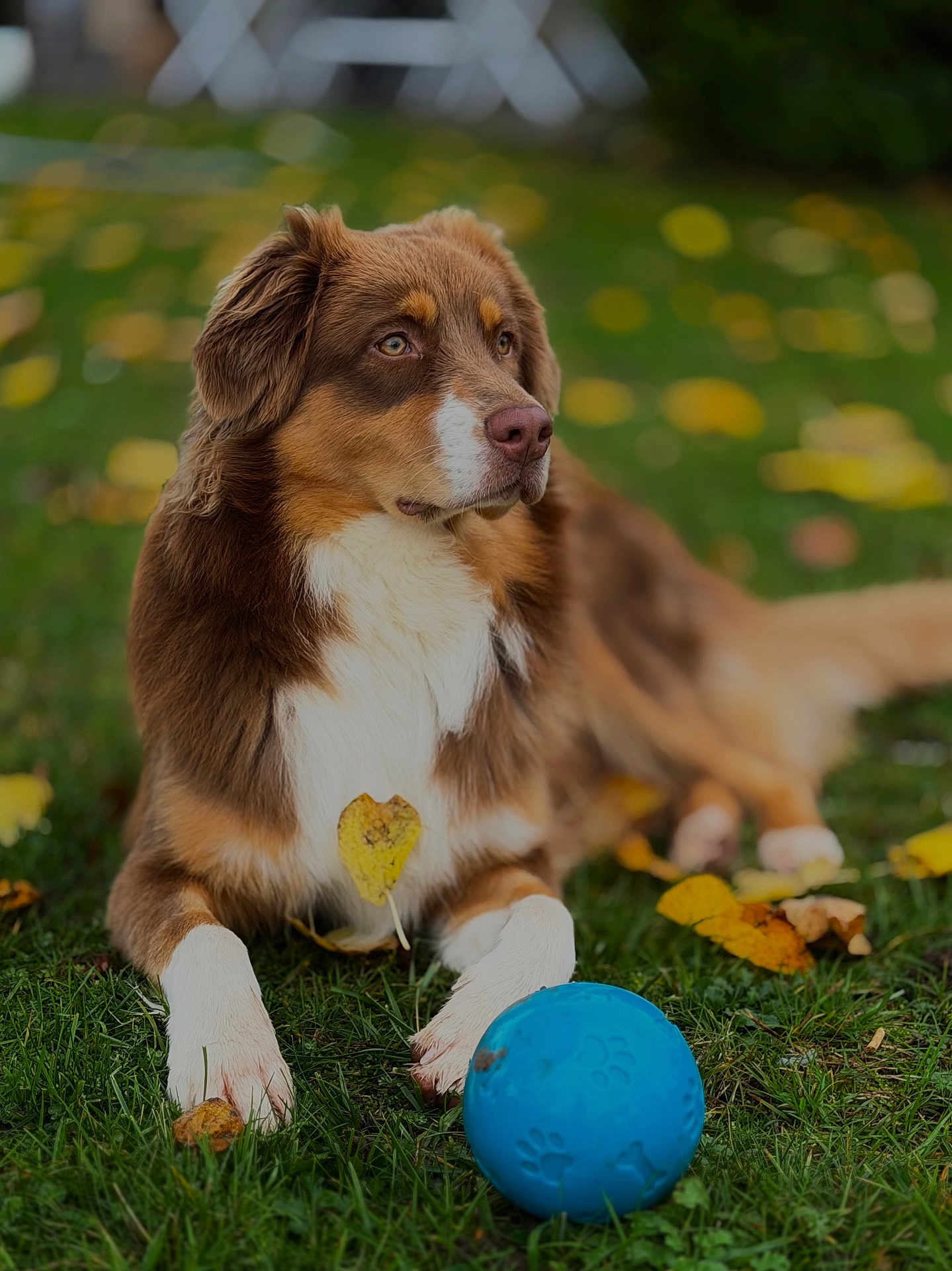 Argos a rejoint le concours — aidez-le/la à gagner de superbes lots ! dog, brown_dog, white_paws, blue_ball, grass, autumn_leaves, outdoor, pet, animal, playing, lawn, fall, nature, canine, resting, toy, fur, mammal, looking_away, daytime