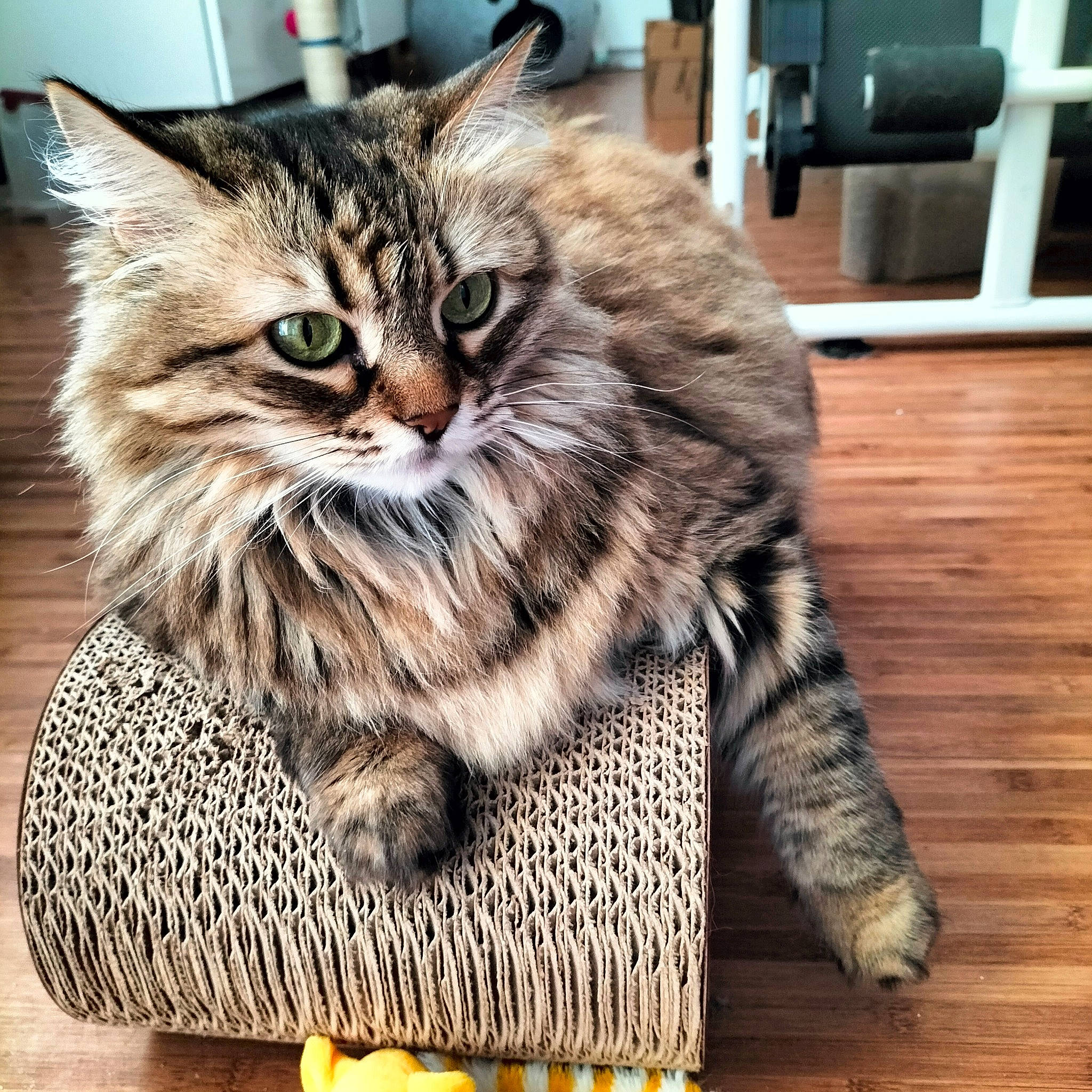 Nooka a rejoint le concours — aidez-le/la à gagner de superbes lots ! carnivore, cat, claw, domestic_short_haired_cat, felidae, flooring, fur, hardwood, maine_coon, pattern, paw, photography, plank, siberian, small_to_medium_sized_cats, snout, tail, terrestrial_animal, whiskers, wood