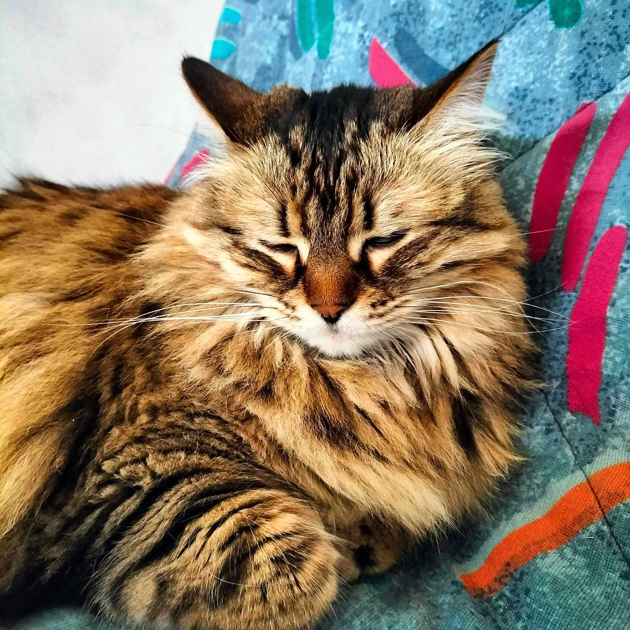 Nooka a rejoint le concours — aidez-le/la à gagner de superbes lots ! carnivore, cat, claw, domestic_short_haired_cat, felidae, fur, grass, maine_coon, paw, small_to_medium_sized_cats, snout, tail, terrestrial_animal, whiskers, wildlife, wood