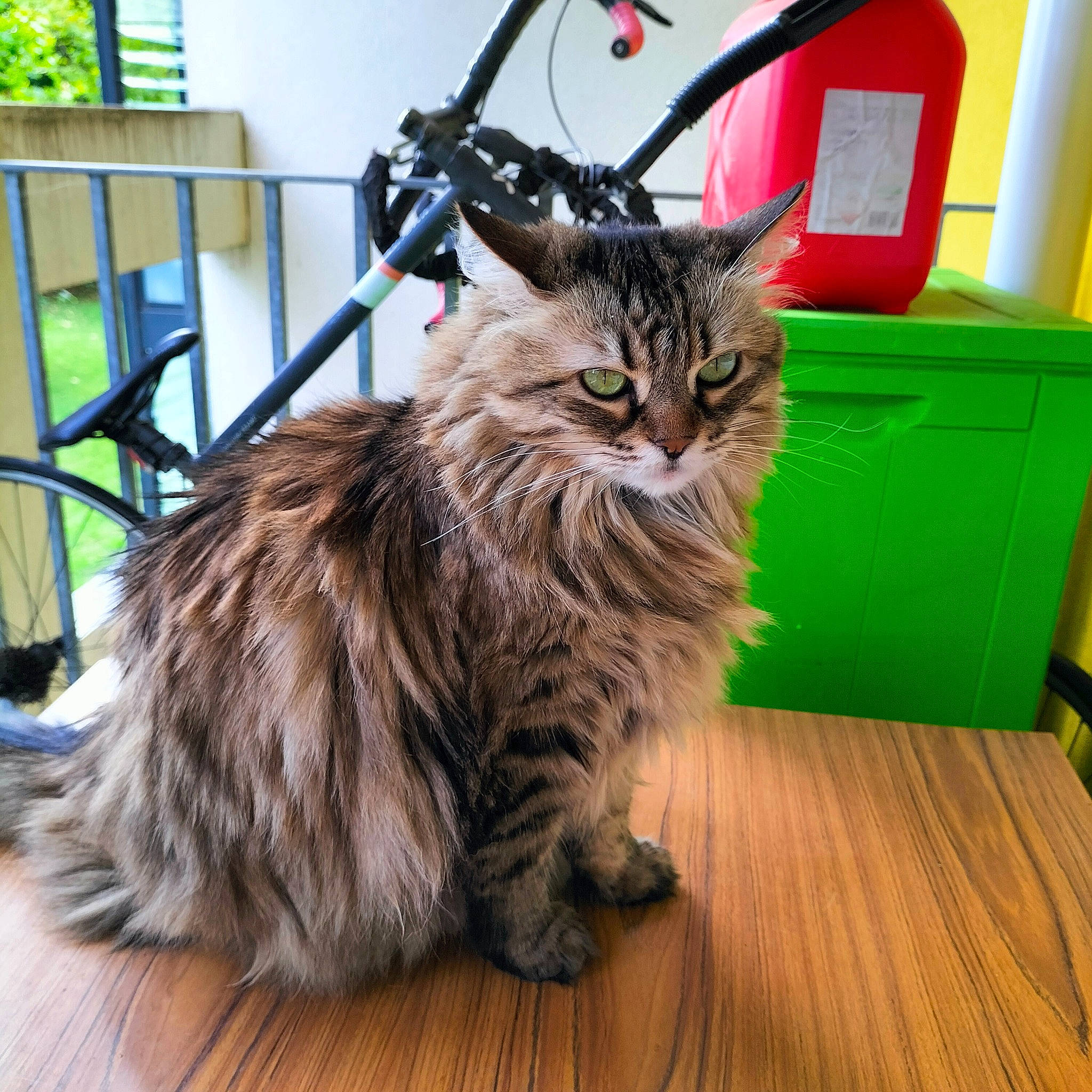 Nooka a rejoint le concours — aidez-le/la à gagner de superbes lots ! box, carnivore, cat, chair, claw, domestic_short_haired_cat, felidae, flooring, fur, hardwood, maine_coon, plant, small_to_medium_sized_cats, snout, tail, terrestrial_animal, varnish, whiskers, window, wood