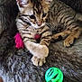 Alvin participe au concours pour gagner de l'argent avec cette photo : kitten, tabby, cat, pet, animal, feline, toy, green_ball, feather_toy, fur, paws, bed, resting, curious, indoor, closeup, cute, young, striped, playful