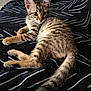 Alvin a rejoint le concours — aidez-le/la à gagner de superbes lots ! kitten, tabby, cat, feline, pet, animal, striped, fur, whiskers, tail, ears, indoor, blanket, black, white, pattern, resting, cute, young, curious