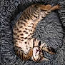 kitten, cat, sleeping, fluffy, bed, tabby, fur, cute, pet, animal, cozy, relaxed, paw, whiskers, striped, domestic_cat, soft, resting, indoor, adorable
