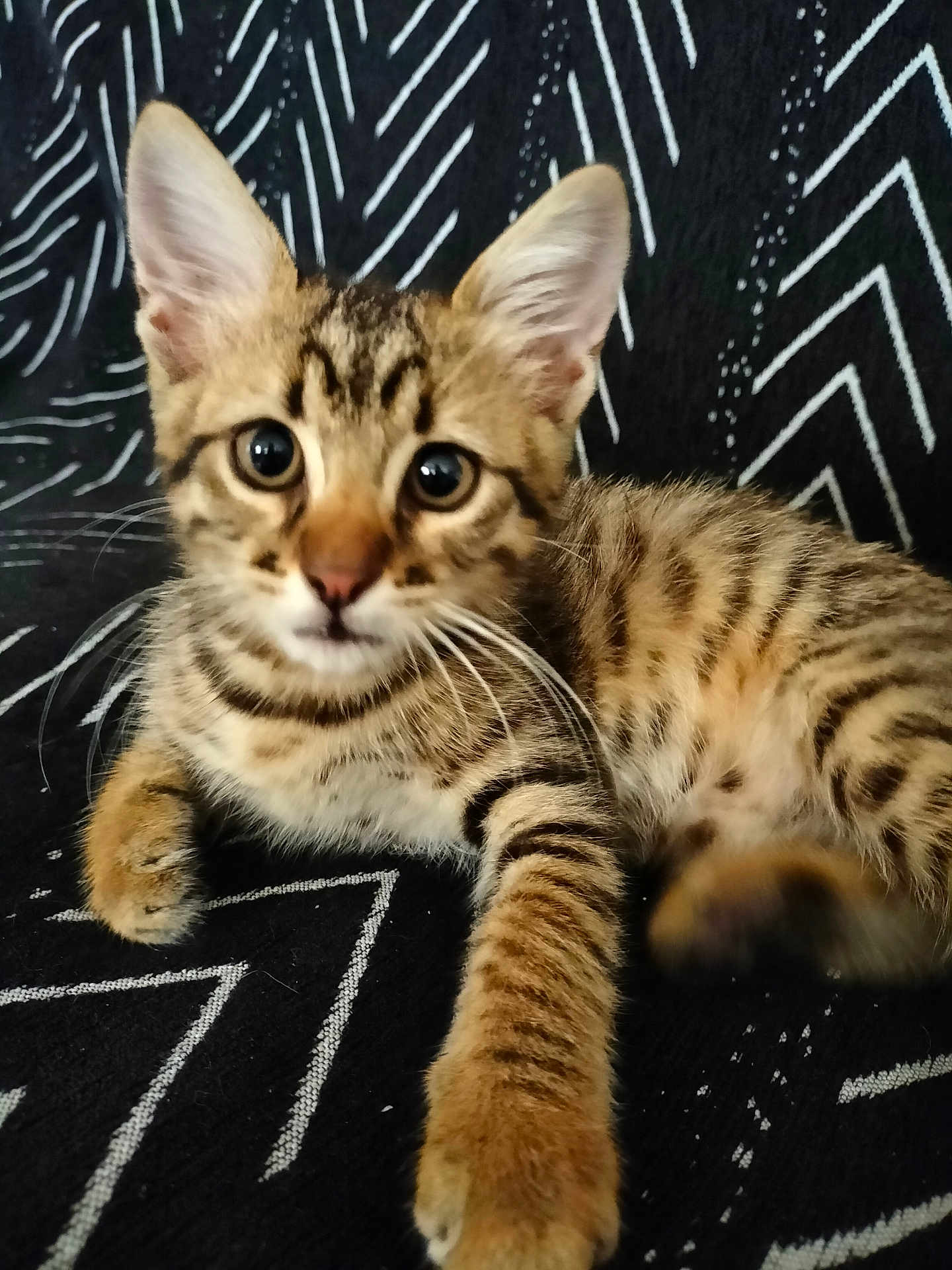 Alvin participe au concours pour gagner de l'argent avec cette photo : kitten, tabby, cat, pet, animal, fur, whiskers, paw, close_up, lying, black_background, pattern, striped, cute, young, feline, domestic_cat, indoor, curious, small