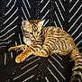 kitten, cat, tabby, striped, fur, animal, pet, cute, resting, patterned_background, black_and_white, fabric, whiskers, ears, tail, young, indoor, closeup, feline, paw
