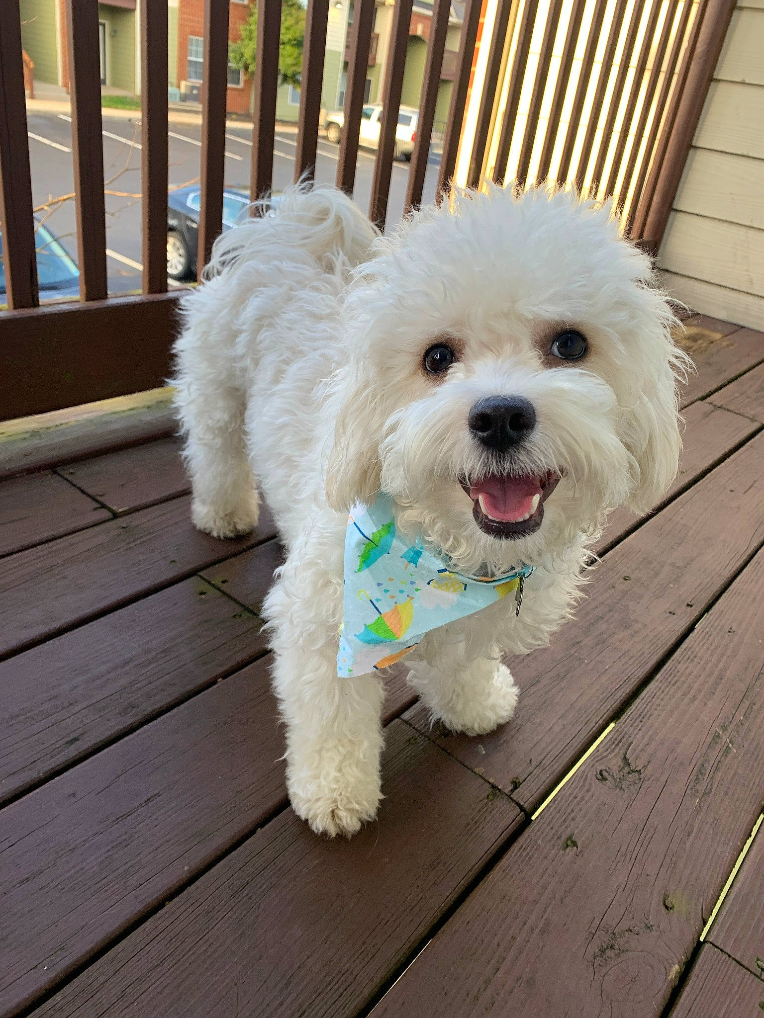 Booker is registered to the contest to win money with this photo: bichon, bichon_frise, bolognese, canidae, carnivore, companion_dog, dog, dog_breed, havanese, maltepoo, maltese, mammal, miniature_poodle, non_sporting_group, poodle, poodle_crossbreed, puppy, toy_poodle, vertebrate, west_highland_white_terrier