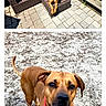 Bowie joined the competition — help win amazing prizes! animal, brown_dog, chair, collar, dog, duplicate_photos, floppy_ears, leash, looking_at_camera, outdoor, patio, pavement, pet, phone_screenshot, portrait, red_collar, short_fur, sitting, standing, wrinkled_face