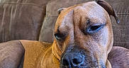 Bowie joined the competition — help win amazing prizes! boxer, brown_dog, canine, close_up, couch, dog, face, fawn_coat, floppy_ears, home, indoor, lounging, nose, portrait, relaxed, short_hair, sitting, sleepy, snout, white_chest