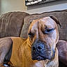 boxer, brown_dog, canine, close_up, couch, dog, face, fawn_coat, floppy_ears, home, indoor, lounging, nose, portrait, relaxed, short_hair, sitting, sleepy, snout, white_chest