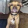 Bowie is registered to the contest to win money with this photo: blanket, brown_fur, close_up, collar, couch, cross_pendant, dog, eyes, floppy_ears, hallway, indoor, living_room, nose, pet, portrait, sitting, sofa, tan_fur, wall_art, white_chest