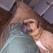 Bowie joined the competition — help win amazing prizes! animal, blanket, brown_dog, close_up, couch, dog, floppy_ears, home, indoor, living_room, lying_down, pet, portrait, relaxed, short_hair, side_eye, sleeping, sofa, white_chest, wood_floor
