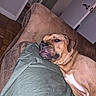 animal, blanket, brown_dog, close_up, couch, dog, floppy_ears, home, indoor, living_room, lying_down, pet, portrait, relaxed, short_hair, side_eye, sleeping, sofa, white_chest, wood_floor