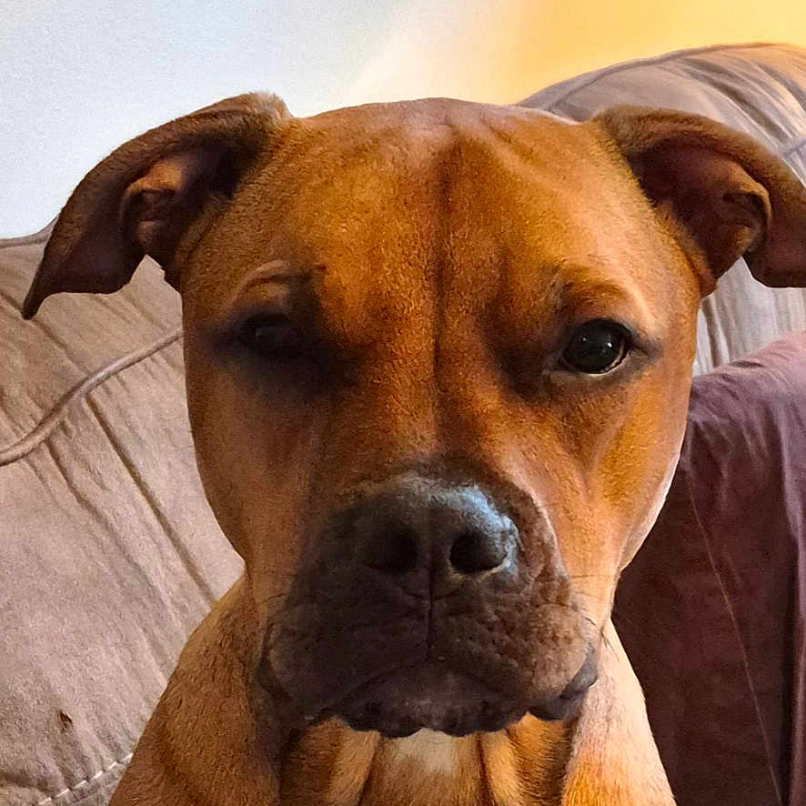 Bowie
