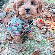 Ryder joined the competition — help win amazing prizes! adorable, animal, brown_fur, collar, cute, dog, fall, frost, grass, leaves, nature, outdoor, pet, plaid_shirt, portrait, puppy, sitting, small_dog, winter, young_animal