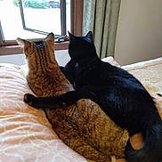 Tootsie And Goober joined the competition — help win amazing prizes! cat, tabby_cat, black_cat, bed, blanket, window, curtain, pets, animal, feline, cozy, cuddling, indoors, resting, fur, tail, ears, sleepy, companionship, relaxing