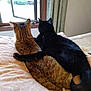 cat, tabby_cat, black_cat, bed, blanket, window, curtain, pets, animal, feline, cozy, cuddling, indoors, resting, fur, tail, ears, sleepy, companionship, relaxing